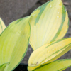 Hosta June - Abriachan Nurseries, The Garden On Loch Ness
